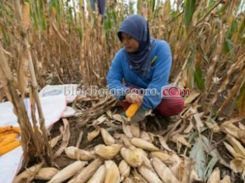 Kemarau, Petani Bubulan Panen Raya Jagung
